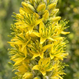 Puya jaune (Puya yakespala) — gros plan sur épis de fleurs jaunes · Photo d'illustration