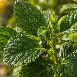Lantanier 'Pot of gold' (Lantana) — gros plan sur feuillage gaufré vert brillant · Photo d'illustration