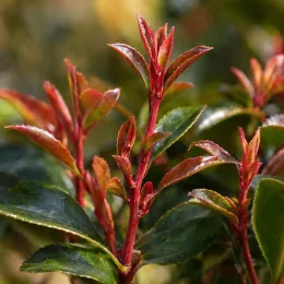 Camélia du japon 'Cupido' (Camellia rosthorniana) — jeunes pousses rougeâtres sur feuillage vert luisant