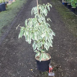 Cornouiller discuté 'Variegata' (Cornus controversa) — arbuste au feuillage panaché en pot noir · Pot 10L