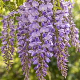 Glycine du japon (Wisteria floribunda) — longues grappes de fleurs violettes pendantes