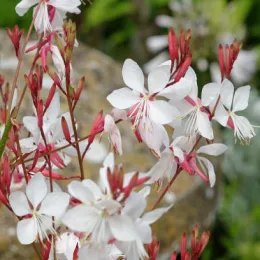 Gaura