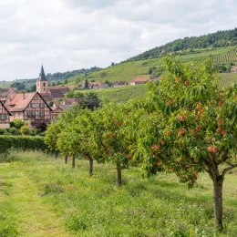 Pêcher 'Springtime' (Prunus persica) — rangée d'arbres fruitiers portant des fruits orangés