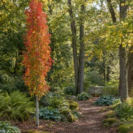 Érable rouge 'Amstrong' (Acer rubrum) — arbre élancé aux feuilles rouges dans jardin · Photo d'illustration