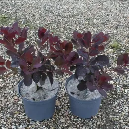 Arbre à perruque 'Royal purple' (Cotinus coggygria) — deux jeunes arbustes pourpres en pot plastique · Pot 3L