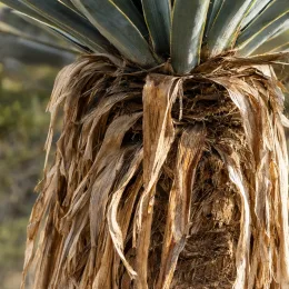 Yucca sentinelle bleu 'Blue sentry' (Yucca rigida) — stipe couvert de feuilles sèches, base du feuillage · Photo d'illustration