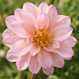 Vivace estivale 'Jardin des nymphes' (Dahlia) — fleur simple rose pâle au cœur jaune · Photo d'illustration