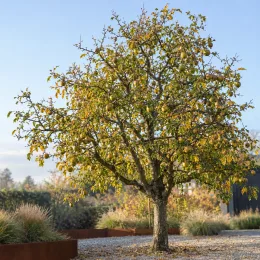 Pommier 'Peatxa' (Malus domestica) — arbre fruitier isolé dans un jardin minéral · Photo d'illustration