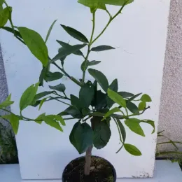 Citron vert (Citrus latifolia) — jeune arbuste à tige en pot plastique · Pot 1.5L Tige