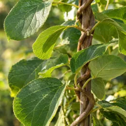 Kiwi 'Male femelle kiw'happy' (Actinidia deliciosa) — liane grimpante aux grandes feuilles ovales · Photo d'illustration