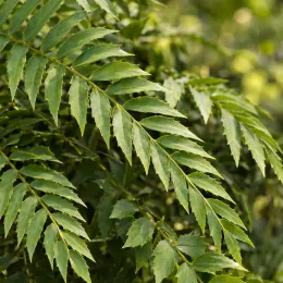 Fougère persistante (Cyrtomium fortunei) — fronde découpée avec nombreux folioles verts