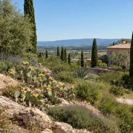 Cactée 'Rastrera' (Opuntia engelmannii) — cactées fleuries sur talus rocailleux en paysage méditerranéen