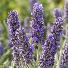 Lavande 'Munstead' (Lavandula angustifolia) — épis floraux violets en gros plan · Photo d'illustration