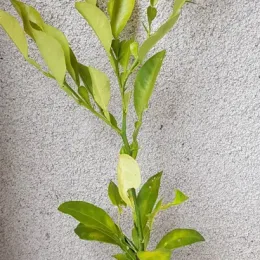 Bigarade 'Maroc sg' (Citrus aurantium) — jeune plant feuillu en pot de pépinière · Pot 1.5L