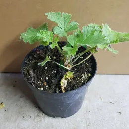 Géranium à caudex (Pelargonium ardens) — jeune plant à tiges épaissies en pot noir · Pot 1.5L