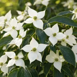 Cornouiller du japon 'Blue shadow' (Cornus kousa) — fleurs blanches étoilées sur feuillage vert dense · Photo d'illustration