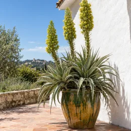 Broméliacée du chili (Puya chilensis) — grande plante graphique en pot sur terrasse ensoleillée · Photo d'illustration