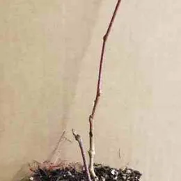 Kiwi arctique 'Adam' (Actinidia kolomita) — jeune tige nue en pot de pépinière · Godet