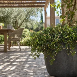 Muehlenbeckia, plante fil de fer ou wire vine 'Sealand compact' (Muehlenbeckia complexa) — plante retombante en pot sur terrasse · Photo d'illustration