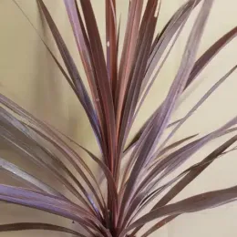 Cordyline 'Red Star' (Cordyline australis) — touffe de longues feuilles étroites dressées et arquées · Godet