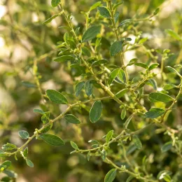 Euphorbe 'Starblast white' (Euphorbia) — rameaux denses aux petites feuilles vertes ovales · Photo d'illustration