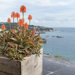 Aloès maculé (Aloe maculata) — plante succulente fleurie dans bac en bois, bord de mer · Photo d'illustration