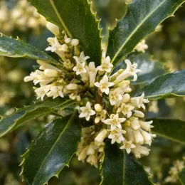 Osmanthe armée (Osmanthus armatus) — petites fleurs crème parmi des feuilles épineuses · Photo d'illustration