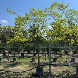 Mûrier platane sans fruit (Morus kagayamae) — arbre en pot dans une pépinière extérieure · Pot 90L Tige 20/25