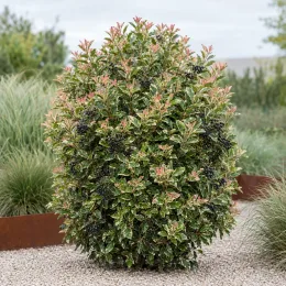 Troène 'Colombine' (Ligustrum japonicum) — arbuste arrondi panaché avec jeunes pousses rouges et baies noires