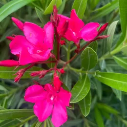 Laurier rose 'Italia' (Nerium oleander) — grappes de fleurs rose vif et feuillage allongé