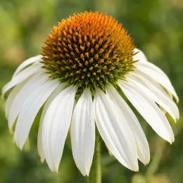 Échinacée 'Alba' (Echinacea purpurea) — gros plan sur une fleur blanche solitaire · Photo d'illustration
