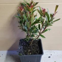 Arbousier, Arbre aux fraises Mercurius — jeune plant ramifié en pot plastique noir · Pot 1.5L Touffe