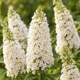 Buddleia 'Butterfly candy little white' (Buddleja davidii) — grappes de petites fleurs blanches serrées