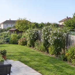 Althéa 'Igloo' (Hibiscus syriacus) — massif arbustif fleuri le long d'une clôture de jardin