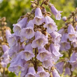 Paulownia 'Futuro' (Paulownia elongata) — grappes de fleurs tubulaires mauves en gros plan