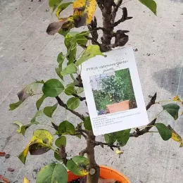 Poirier 'Garden pearl' (Pyrus communis) — jeune arbre en pot orange avec étiquette · Pot 6L