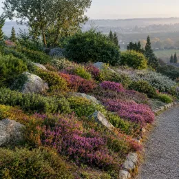 Bruyère 'Spring surprise' (Erica) — massif de petites fleurs colorées le long d’un chemin · Photo d'illustration