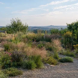 Eragrostis (Eragrostis spectabilis) — massif naturel de graminées et vivaces au jardin · Photo d'illustration