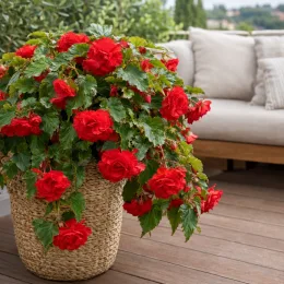 Bégonia parfumée 'Red glory' (Begonia odorata) — abondantes fleurs rouges retombantes sur terrasse · Photo d'illustration