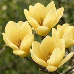 Magnolia 'Yellow lantern' — gros plan sur quatre fleurs jaunes ouvertes