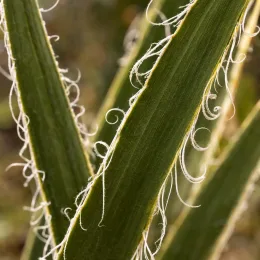 Hesperaloe géant 'Alba' (Hesperaloe funifera) — gros plan sur feuilles rubanées aux fibres bouclées · Photo d'illustration