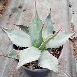 Agave havardiana — rosette compacte aux feuilles épaisses bordées d'épines rouges · Pot 2.5L