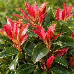 Photinia 'Little fenna' (Photinia fraseri) — feuillage vert luisant avec jeunes pousses rouges