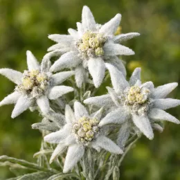 Edelweiss blanc (Leontopodium alpinum) — gros plan sur fleurs étoilées duveteuses blanches · Photo d'illustration