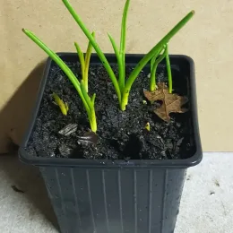 Muscari d'aucher 'Ocean magic' (Muscari aucheri) — jeunes pousses vertes dans pot noir de pépinière · Godet