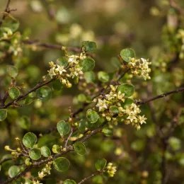 Muehlenbeckia, plante fil de fer ou wire vine 'Sealand compact' (Muehlenbeckia complexa) — rameaux fins avec petites feuilles rondes et fleurs crème · Photo d'illustration