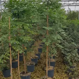 Savonnier de Chine (Koelreuteria paniculata) — rangée de jeunes arbres tuteurés en conteneurs plastiques · Pot 8L Baliveau