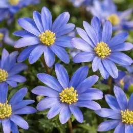 Anémone de grèce 'Blue shades' (Anemone blanda) — gros plan de fleurs bleues étoilées