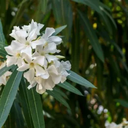 Laurier rose (blanc) — grappe de fleurs blanches et longues feuilles vertes