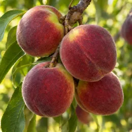 Pêcher 'Vineuse' (Prunus persica) — gros plan de plusieurs fruits duveteux mûrs · Photo d'illustration